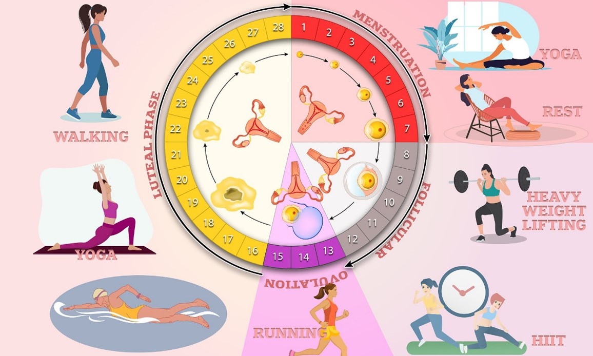 exercise during menstrual cycle